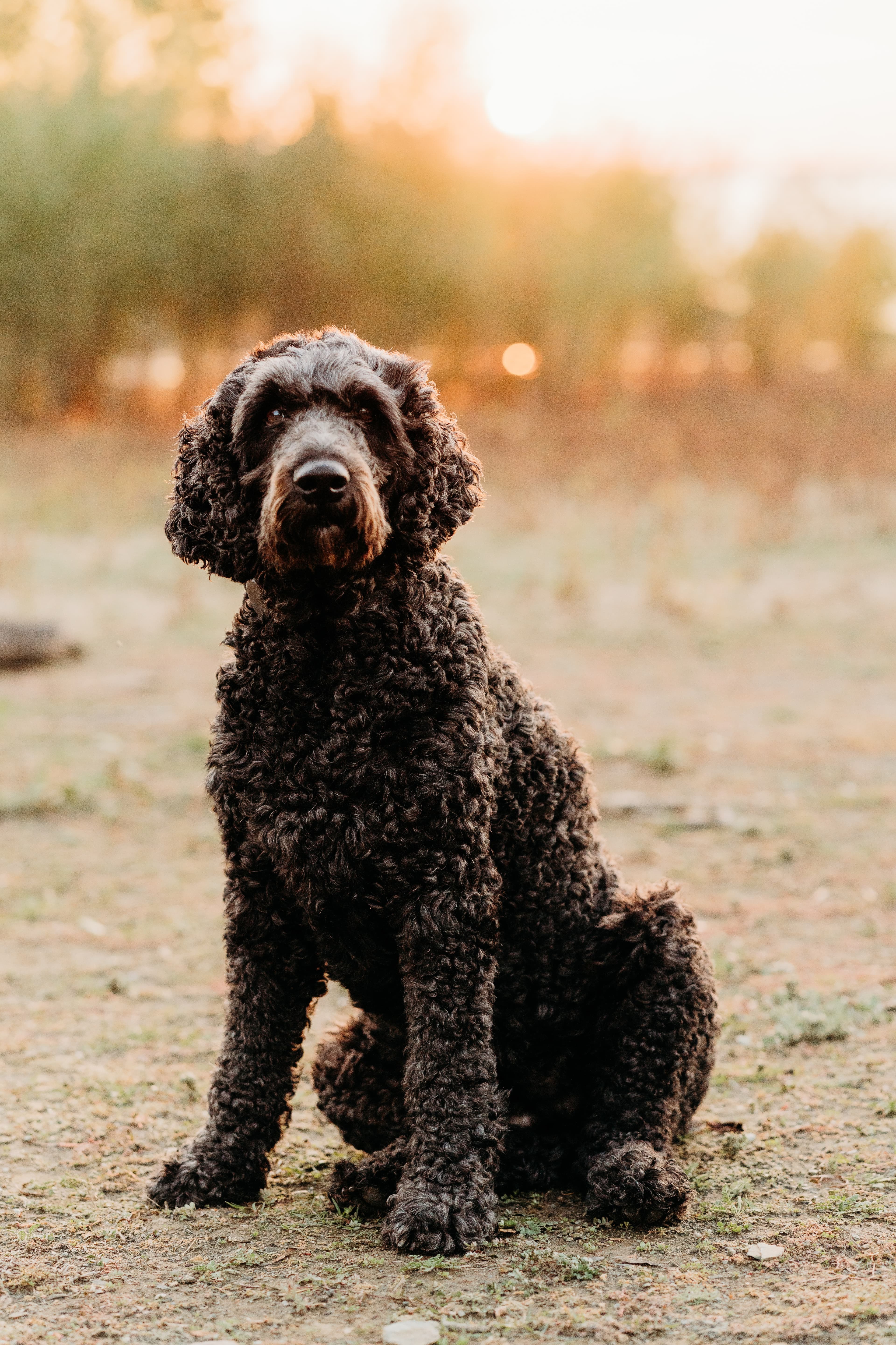 Curly-coated dog sits attentively in a golden field at sunset